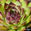 Sempervivum 'Agavoides'