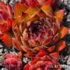 Sempervivum 'Agavoides'