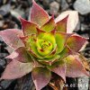 Sempervivum 'Hot Tamale'