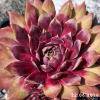 Sempervivum 'Cherry Cherry Lady'
