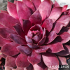 Sempervivum 'Cherry Cherry Lady'
