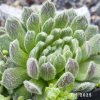 Sempervivum 'Coconut Kiss'