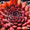 Sempervivum 'Gabrielle'