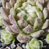 Sempervivum 'Coconut Kiss'