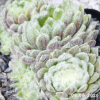 Sempervivum 'Coconut Kiss'