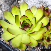 Sempervivum 'Lemondream'