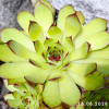 Sempervivum 'Lemondream'