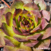 Sempervivum 'Lemondream'