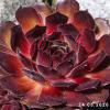 Sempervivum 'Lipstick'