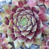 Sempervivum 'First Lady'