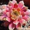 Sempervivum 'First Lady'