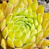 Sempervivum 'First Lady'