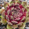 Sempervivum 'First Lady'