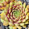 Sempervivum 'First Lady'