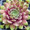 Sempervivum 'First Lady'