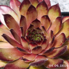Sempervivum 'Regenbogen'
