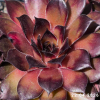 Sempervivum 'Regenbogen'