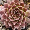 Sempervivum 'Aline'