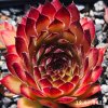 Sempervivum 'Aline'