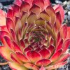 Sempervivum 'Aline'