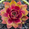 Sempervivum 'Elegance'