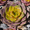 Sempervivum 'Ice Rockoon'