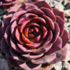 Sempervivum 'Ice Rockoon'