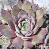 Sempervivum 'Engle's 13-2'