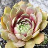 Sempervivum 'Mary Ann'