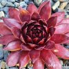 Sempervivum 'Hot Like Fire'