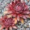 Sempervivum 'Hot Like Fire'