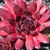 Sempervivum 'Hot Like Fire'