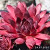 Sempervivum 'Hot Like Fire'
