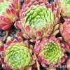 Sempervivum 'Emberley Pink'