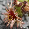 Sempervivum SuperSemps® 'Onyx'