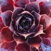Sempervivum SuperSemps® 'Onyx'