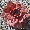 Sempervivum SuperSemps® 'Onyx'