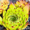 Sempervivum 'Fatboyslim'