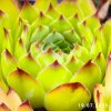 Sempervivum 'Fatboyslim'