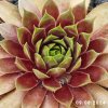 Sempervivum 'Summer Skin'