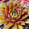 Sempervivum 'Summer Skin'
