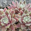 Sempervivum 'Rosa Mädchen'