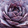 Sempervivum SuperSemps® 'Onyx'