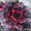 Sempervivum SuperSemps® 'Onyx'