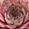 Sempervivum 'Mustang'