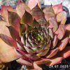 Sempervivum 'Mustang'