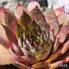 Sempervivum 'Mustang'