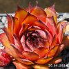 Sempervivum 'Mustang'
