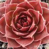 Sempervivum 'Cloud Cap'