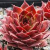Sempervivum 'Cloud Cap'